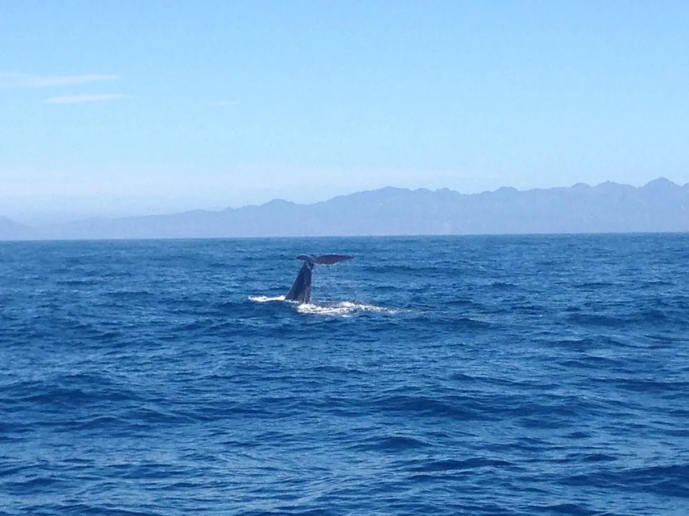 Look, a whale! Jak si užít životní zážitek a přežít divoké vlny